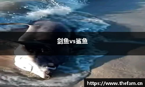 剑鱼vs鲨鱼